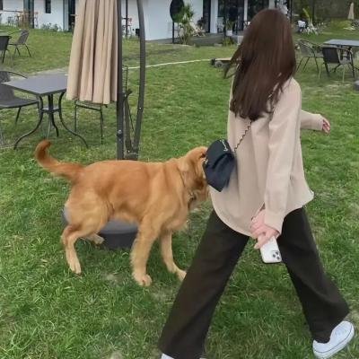 银杏余温2024